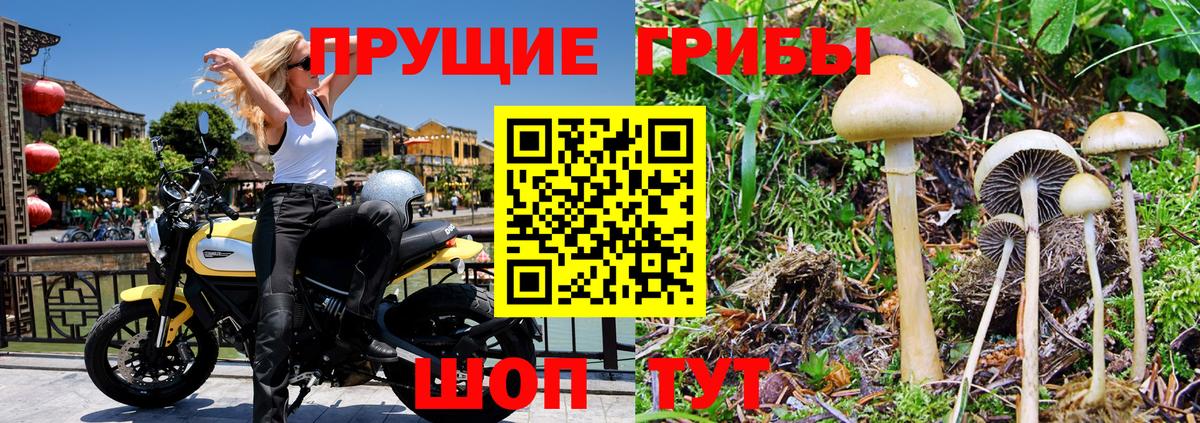 Псилоцибиновые грибы мицелий Обнинск